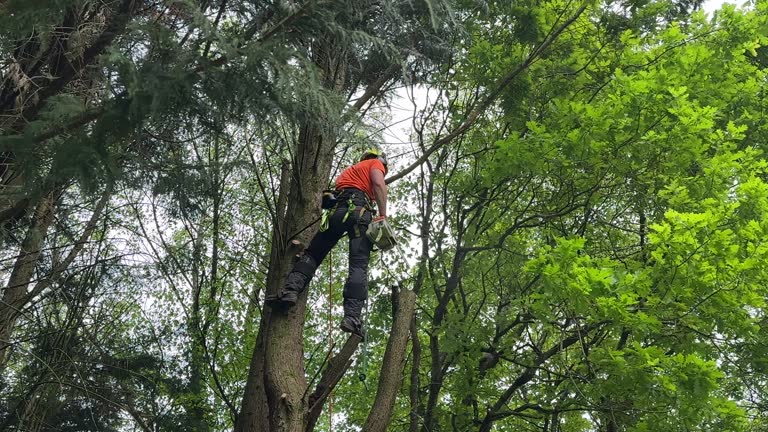 Best Tree Health Inspection  in Laupahoehoe, HI